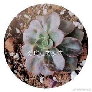 《分房睡的烦恼》