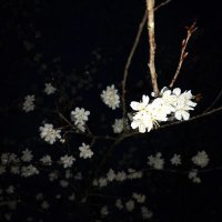 《忆星河》