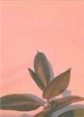 [古風]惡名遠播的大佞臣原來是個美強慘